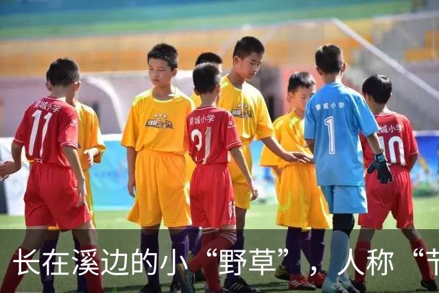 长在溪边的小“野草”，人称“节节草”，农民拔了扔，现20元一盆